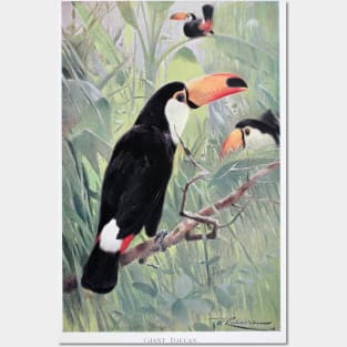 Giant Toucan Posters and Art